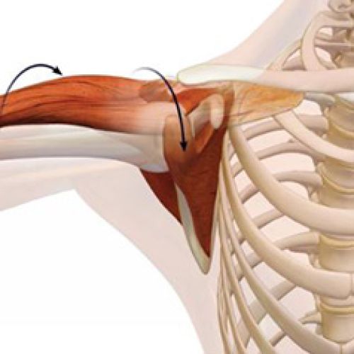 Omuz anatomisi ve biyomekaniği